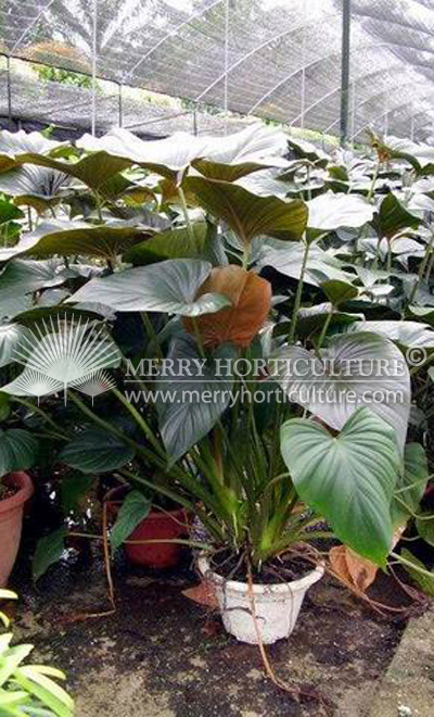 Philodendron  spp